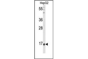 Image no. 2 for anti-Nociceptin (PNOC) (AA 131-161), (Middle Region) antibody (ABIN953727)