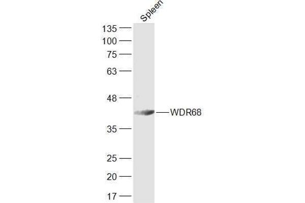 anti-DDB1 and CUL4 Associated Factor 7 (DCAF7) (AA 2-100) antibody