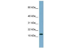 Image no. 1 for anti-Ribosomal Protein S27L (RPS27L) (N-Term) antibody (ABIN2786896)