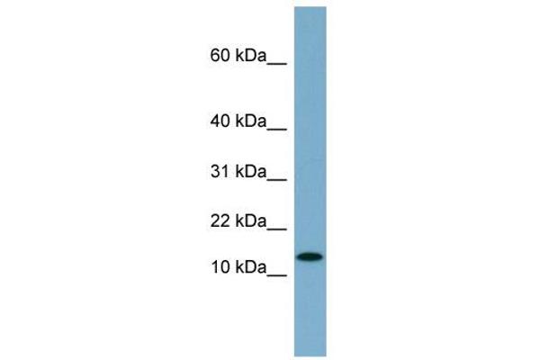 RPS27L antibody  (N-Term)