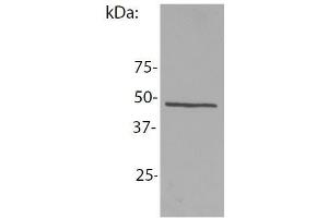 Image no. 1 for anti-NCK Adaptor Protein 1 (NCK1) antibody (ABIN1774727)