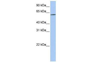 Image no. 1 for anti-Solute Carrier Family 22 (Organic Cation Transporter), Member 14 (SLC22A14) (N-Term) antibody (ABIN634865)