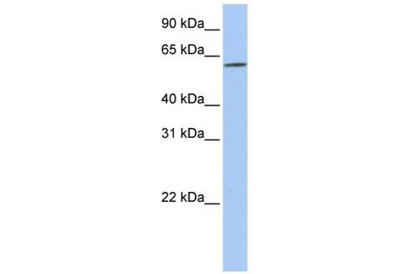 SLC22A14 anticorps  (N-Term)