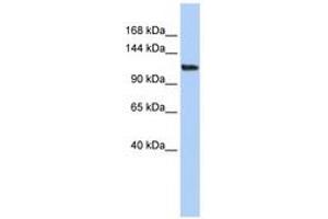 Image no. 1 for anti-AF4/FMR2 Family, Member 3 (AFF3) (AA 791-840) antibody (ABIN6742449)