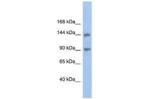Image no. 1 for anti-Contactin Associated Protein-Like 3 (CNTNAP3) (Middle Region) antibody (ABIN634718)