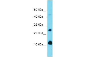 Image no. 1 for anti-Vesicle-Associated Membrane Protein 1 (Synaptobrevin 1) (VAMP1) (N-Term) antibody (ABIN2789441)