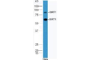 Image no. 6 for anti-Sirtuin 1 (SIRT1) (AA 101-200) antibody (ABIN729853)