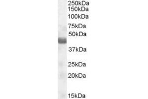 Image no. 1 for anti-Nitrogen Permease Regulator-Like 2 (S. Cerevisiae) (NPRL2) (Internal Region) antibody (ABIN238648)