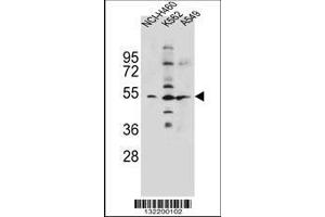 Image no. 1 for anti-Solute Carrier Family 36 (Proton/amino Acid Symporter), Member 1 (SLC36A1) (AA 1-30), (N-Term) antibody (ABIN656104)