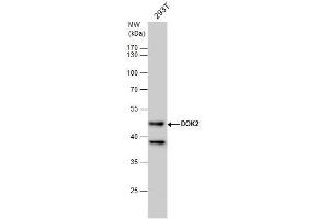 WB Image DOK2 antibody [N1C1] detects DOK2 protein by western blot analysis.