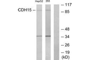 Image no. 1 for anti-M-Cadherin (CDH15) (AA 81-130) antibody (ABIN1534284)