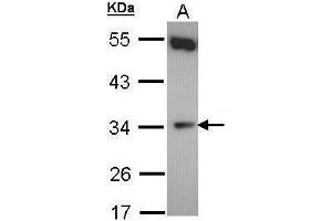 WB Image Sample (30 ug of whole cell lysate) A: Hela 10% SDS PAGE antibody diluted at 1:500