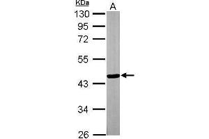 WB Image Sample (30 ug of whole cell lysate) A: NIH-3T3 10% SDS PAGE antibody diluted at 1:3000