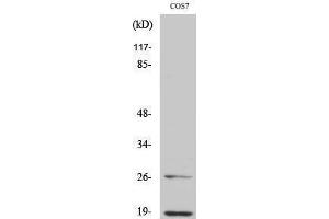 Image no. 1 for anti-Neural Precursor Cell Expressed, Developmentally Down-Regulated 8 (NEDD8) (N-Term) antibody (ABIN3185811)