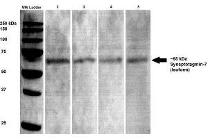 Western Blot analysis of Rat brain lysates showing detection of Synaptotagmin 7 protein using Mouse Anti-Synaptotagmin 7 Monoclonal Antibody, Clone S275-14 .