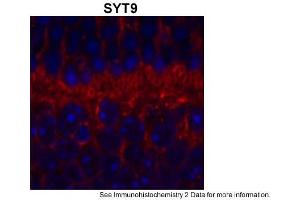 Image no. 1 for anti-Synaptotagmin IX (SYT9) (Middle Region) antibody (ABIN2774045)