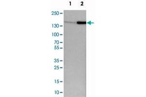 Image no. 4 for anti-Flightless I Homolog (FLII) antibody (ABIN5578207)