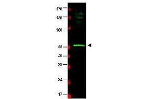 Western blot using  affinity purified anti-HR23B antibody shows detection of a band at ~58 kDa (arrowhead) corresponding to HR23B present in a HeLa whole cell lysate.