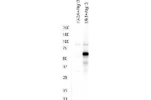 Image no. 1 for anti-Autophagy Related 13 (ATG13) (Internal Region), (pSer318) antibody (ABIN964569)