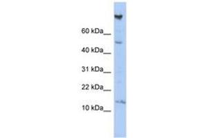 Image no. 1 for anti-NOTCH-Regulated Ankyrin Repeat Protein (NRARP) (AA 35-84) antibody (ABIN6743991)