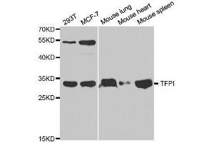 Image no. 2 for anti-Tissue Factor Pathway Inhibitor (Lipoprotein-Associated Coagulation Inhibitor) (TFPI) antibody (ABIN3022270)