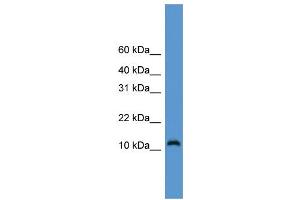 anti-Cell Division Cycle 26 Homolog (CDC26) (Middle Region) antibody
