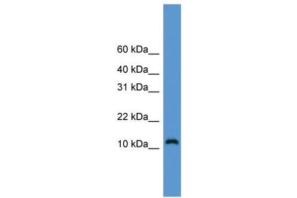 anti-Cell Division Cycle 26 Homolog (CDC26) (Middle Region) antibody