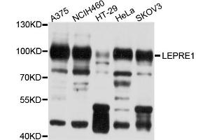 Image no. 2 for anti-Leucine Proline-Enriched Proteoglycan (Leprecan) 1 (LEPRE1) antibody (ABIN4904219)