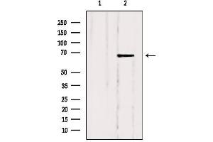 Image no. 2 for anti-Solute Carrier Family 5 (Iodide Transporter), Member 6 (SLC5A6) (C-Term) antibody (ABIN6258560)
