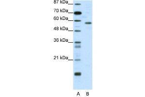 Image no. 2 for anti-YY1 Transcription Factor (YY1) (N-Term) antibody (ABIN2780503)