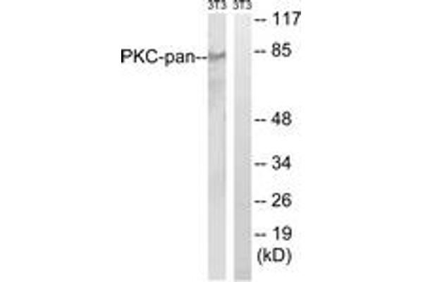 PKC Antikörper  (Thr497)