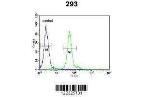 Image no. 1 for anti-Lysyl Oxidase (LOX) (AA 234-260) antibody (ABIN653071)