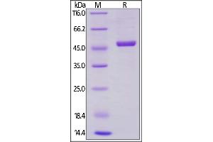 Image no. 2 for CD40 Ligand (CD40LG) (AA 113-261) (Active) protein (Fc Tag) (ABIN6253627)