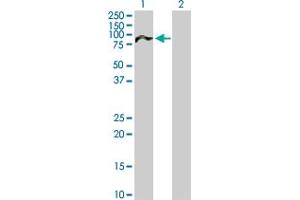 Western Blot analysis of NUAK2 expression in transfected 293T cell line by NUAK2 MaxPab polyclonal antibody.
