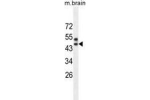 Image no. 2 for anti-Sprouty-Related, EVH1 Domain Containing 3 (SPRED3) (AA 37-67), (N-Term) antibody (ABIN954940)