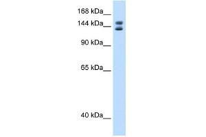 Image no. 1 for anti-Myb-Binding Protein 1A (MYBBP1A) (C-Term) antibody (ABIN2780310)