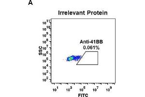 CD137 anticorps  (AA 24-186)