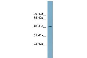 Image no. 1 for anti-Solute Carrier Family 30 (Zinc Transporter), Member 8 (SLC30A8) (Middle Region) antibody (ABIN2783219)
