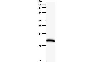 Image no. 1 for anti-Human Immunodeficiency Virus Type I Enhancer Binding Protein 1 (HIVEP1) antibody (ABIN931132)