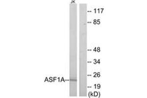 Image no. 1 for anti-ASF1 Anti-Silencing Function 1 Homolog A (S. Cerevisiae) (ASF1A) (AA 121-170) antibody (ABIN1534205)