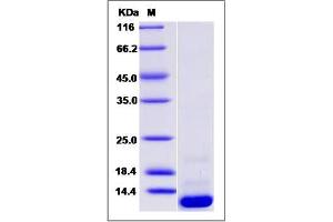 Image no. 1 for BolA-like Protein 1 (BOLA1) (AA 1-137) protein (His tag) (ABIN2005882)