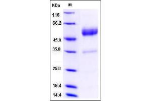 Image no. 1 for CD83 (CD83) (AA 1-133), (Extracellular Domain) protein (Fc Tag) (ABIN2008172)