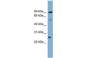 Image no. 2 for anti-Vesicle-Associated Membrane Protein 7 (VAMP7) (N-Term) antibody (ABIN2783038)