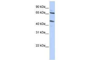 anti-Solute Carrier Family 26 (Sulfate Transporter), Member 10 (SLC26A10) (N-Term) antibody