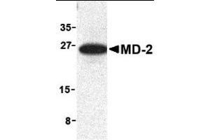 Image no. 1 for anti-Lymphocyte Antigen 96 (LY96) (Middle Region) antibody (ABIN1030999)