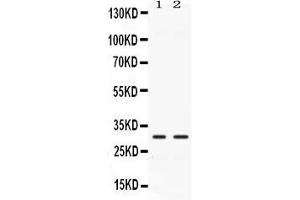 CA3 antibody  (AA 14-235)