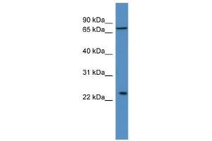 Image no. 1 for anti-MOB Kinase Activator 3A (MOB3A) (Middle Region) antibody (ABIN928643)