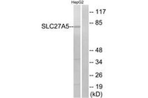Image no. 1 for anti-Solute Carrier Family 27 (Fatty Acid Transporter), Member 5 (SLC27A5) (AA 481-530) antibody (ABIN1534695)