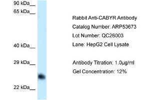anti-Calcium Binding tyrosine-(Y)-phosphorylation Regulated (CABYR) (Middle Region) antibody