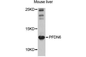 Image no. 1 for anti-Prefoldin Subunit 6 (PFDN6) antibody (ABIN4904737)